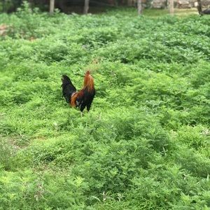 Meet your Posher, Alfredo